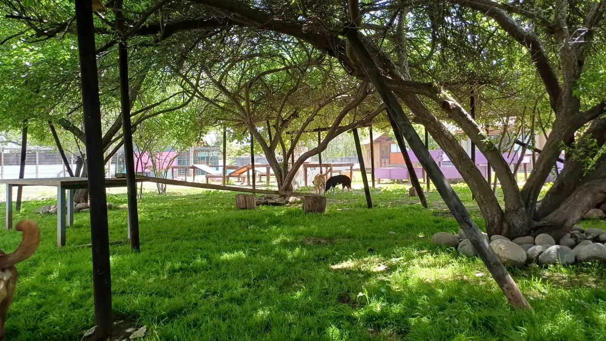 Arboleda con sombra y mesas de madera para descansar en los días de calor