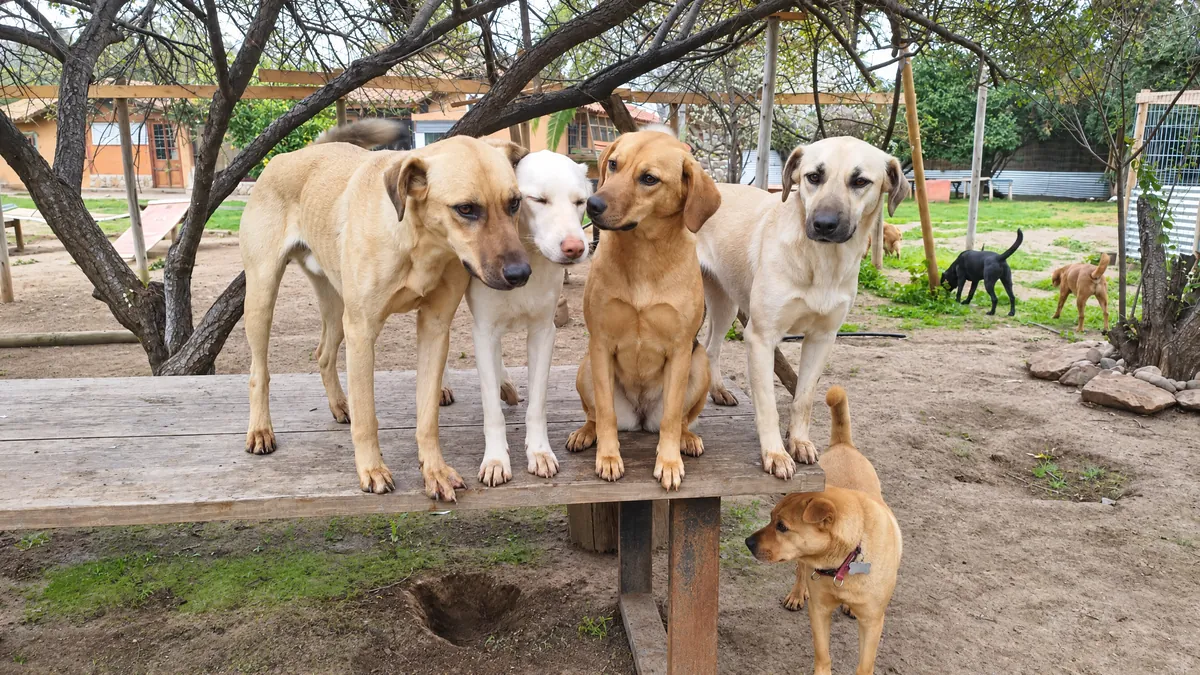 Cuatro perros de pie sobre una banca de madera en el patio