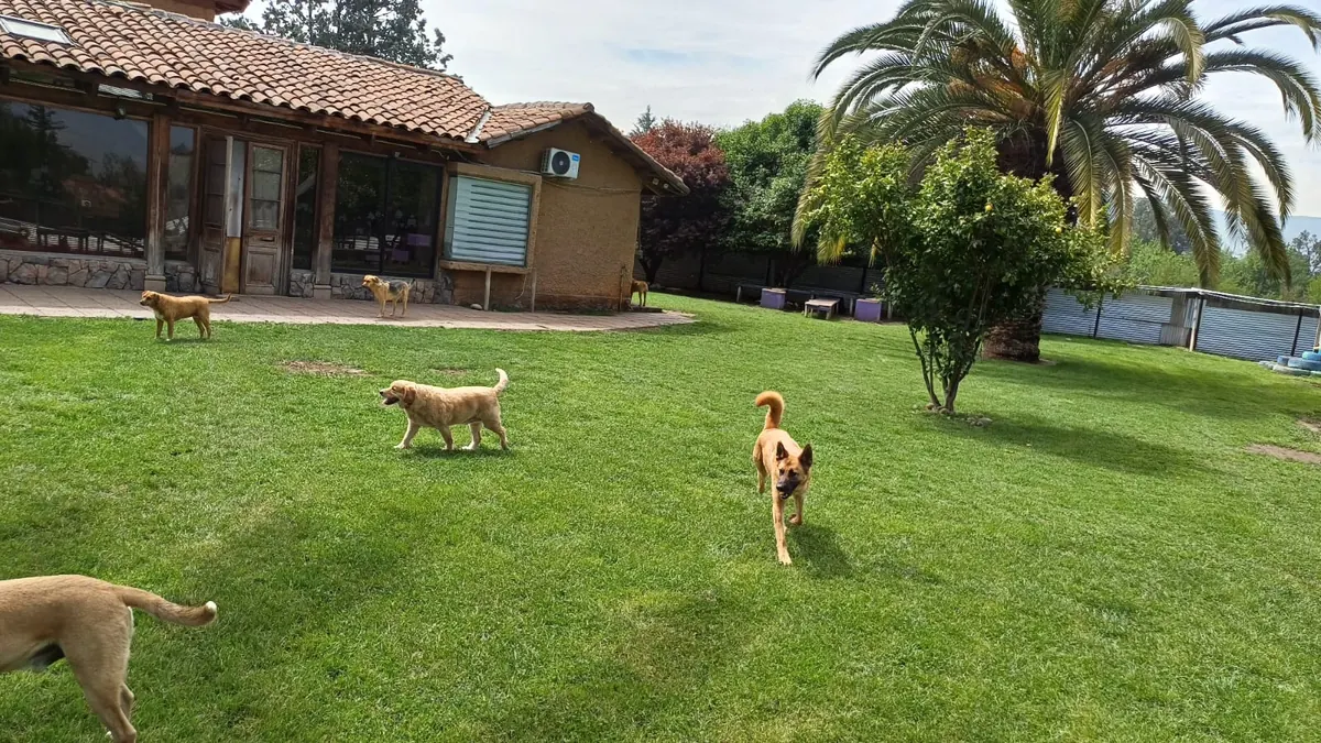 Perros recorriendo el pasto frente a la casa del hotel