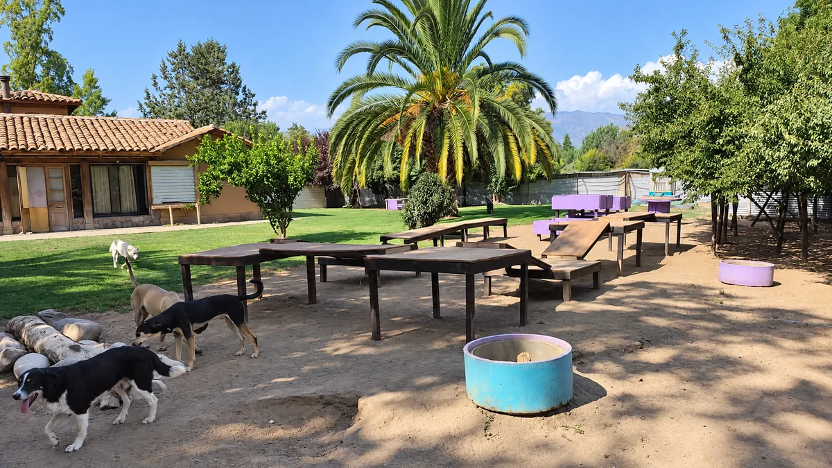 La casa, la palmera y las mesas de juego del patio con perros