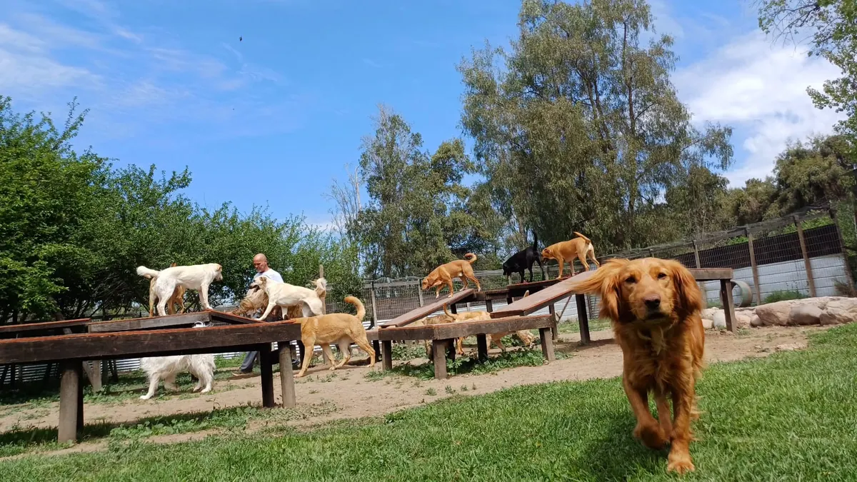 Perro colorín caminando hacia la cámara frente a las plataformas de madera llenas de perros