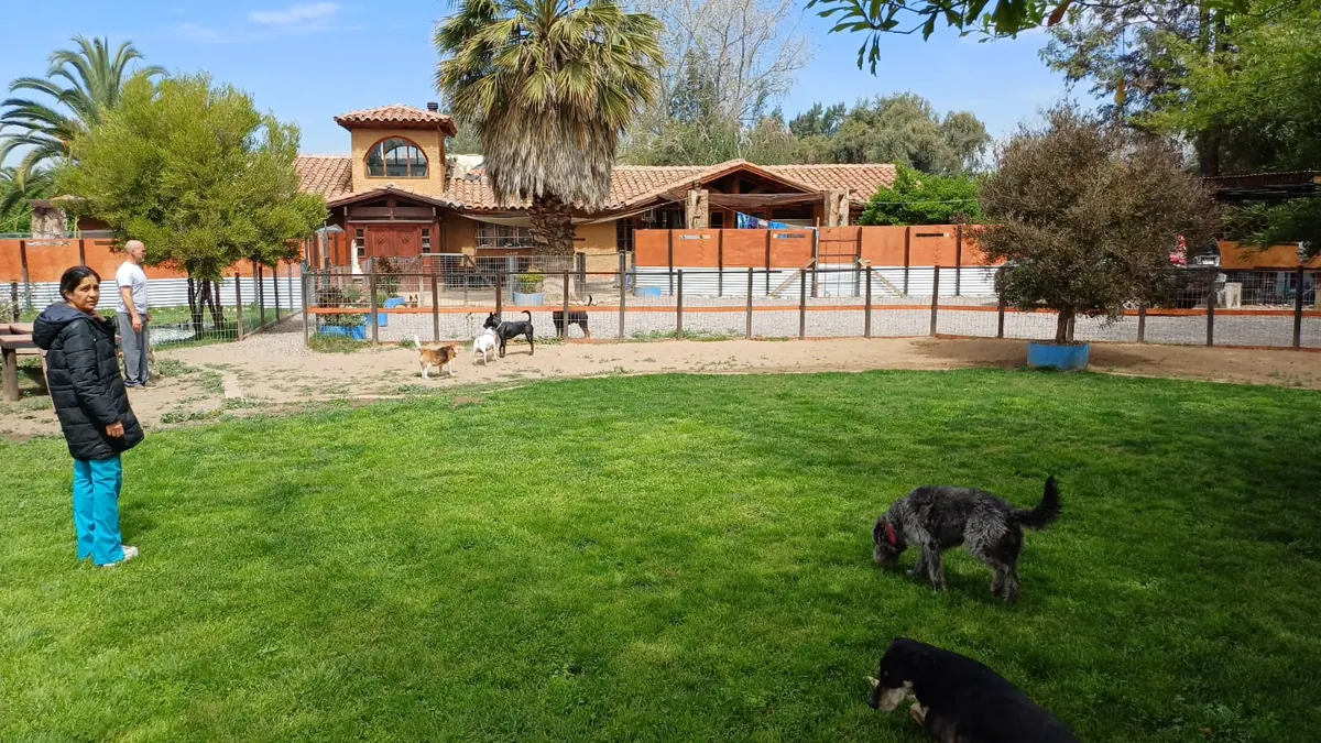 Integrante del equipo con perros en el pasto
