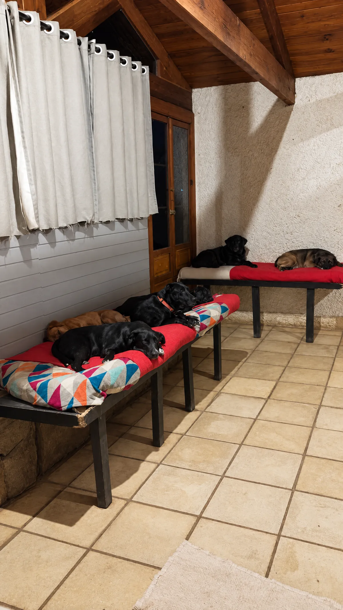 Galería interior con camas y mantas donde los perros pasan la noche