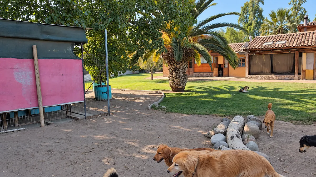 Dos golden retriever en el patio, con la casa del hotel y las palmeras de fondo