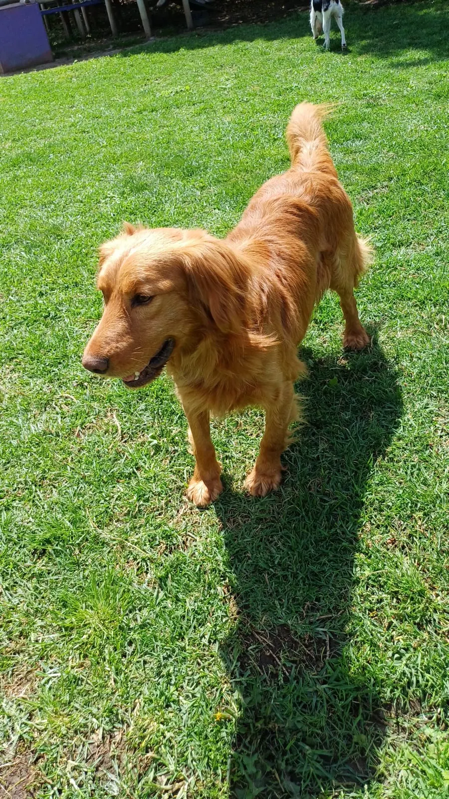 Golden retriever sonriendo al sol sobre el pasto