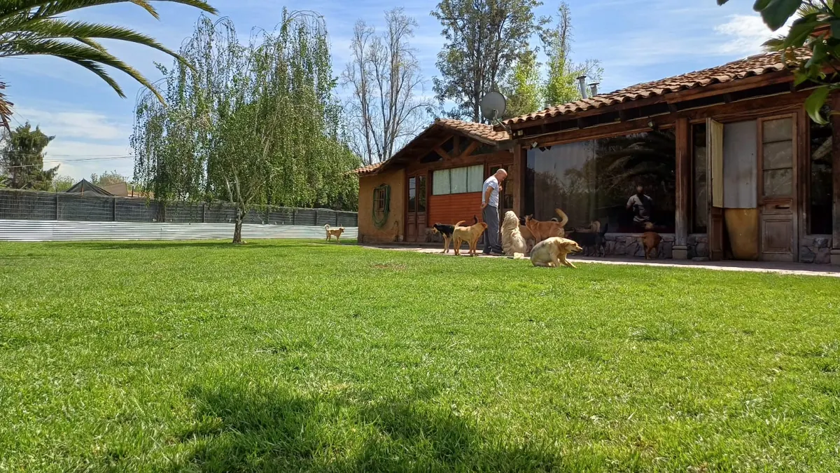 Joshua con varios perros frente a la casa del hotel
