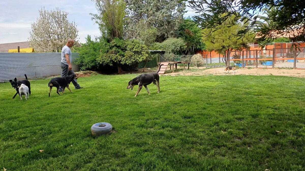 Joshua paseando con perros en el pasto junto a los árboles
