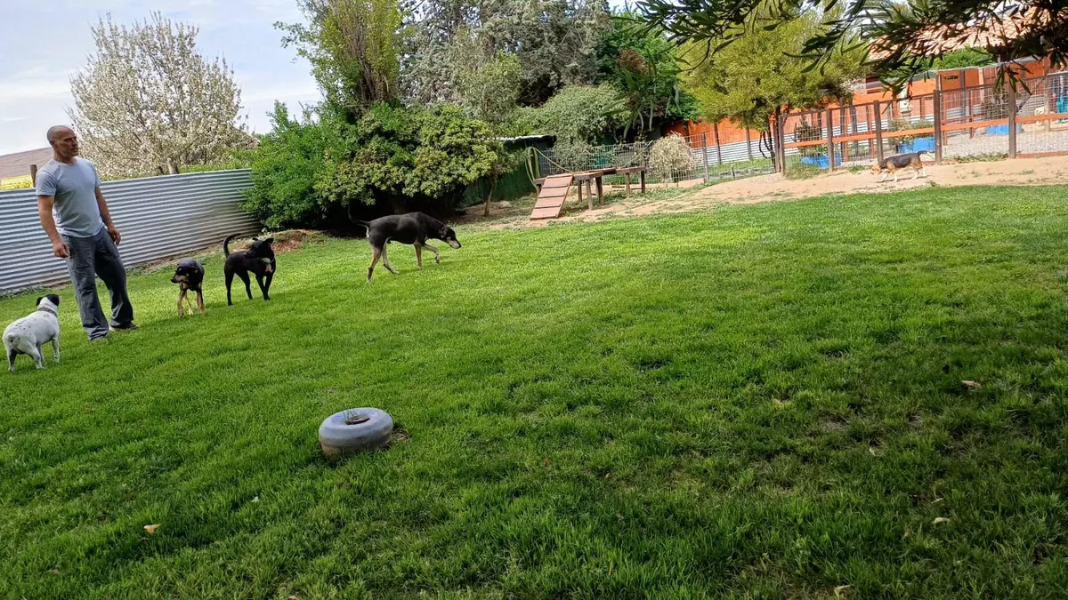Joshua con perros chicos y grandes en el pasto