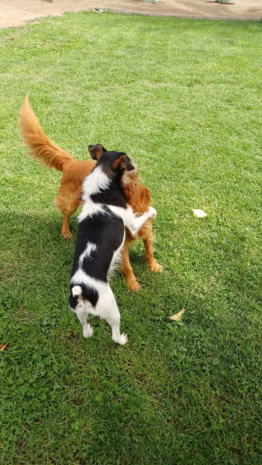 Un perro blanco y negro y uno colorín jugando de pie en el pasto