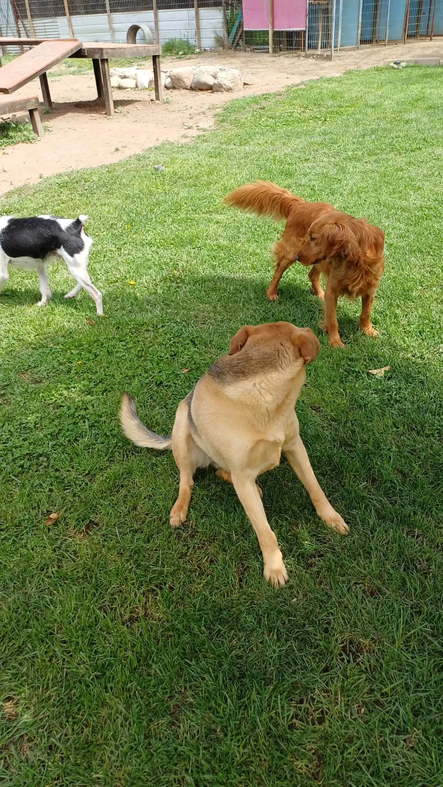 Tres perros jugando en el pasto