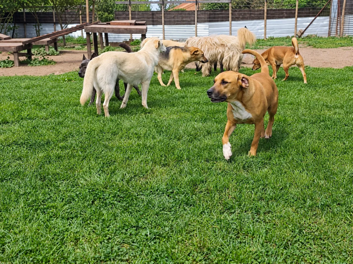 Un grupo de perros de distintos tamaños se conoce y juega sobre el pasto