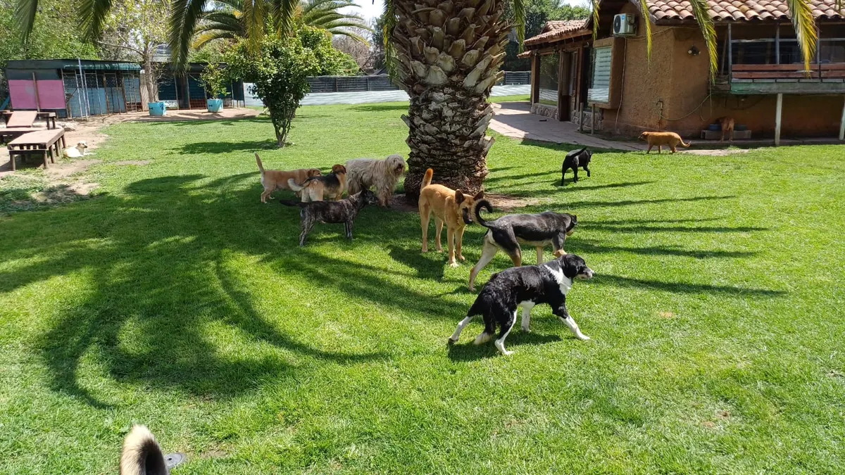 Manada de perros paseando a la sombra de la palmera, frente a la casa del hotel