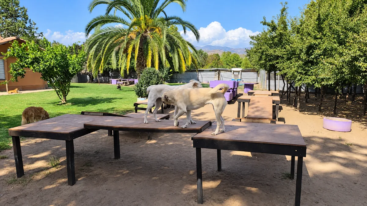 Dos perros sobre las mesas de juego de madera, con una palmera y la cordillera de fondo