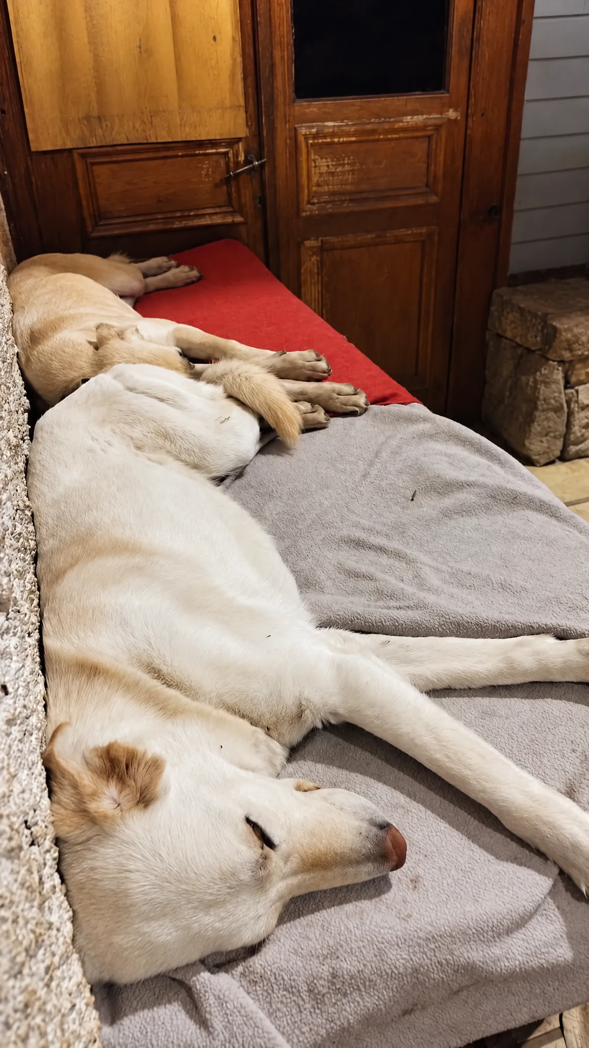 Perro durmiendo en una cama con mantas bajo techo