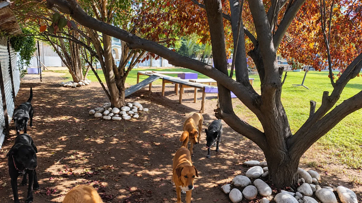 Perros explorando bajo los árboles en otoño