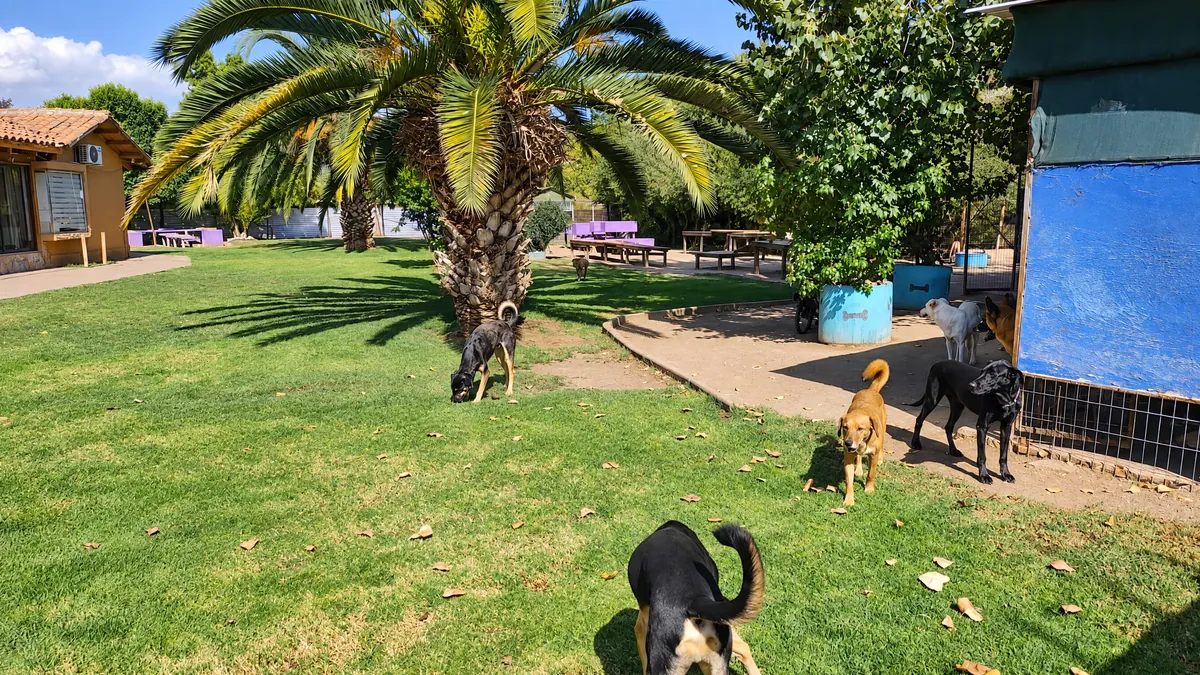 Perros en el pasto bajo una gran palmera, frente a la casa del hotel