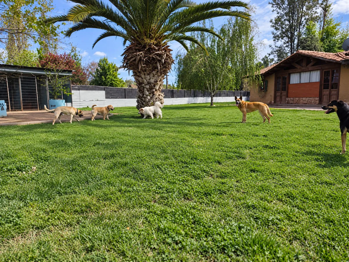 Perros paseando por el pasto alrededor de la gran palmera, con la casa del hotel a la derecha