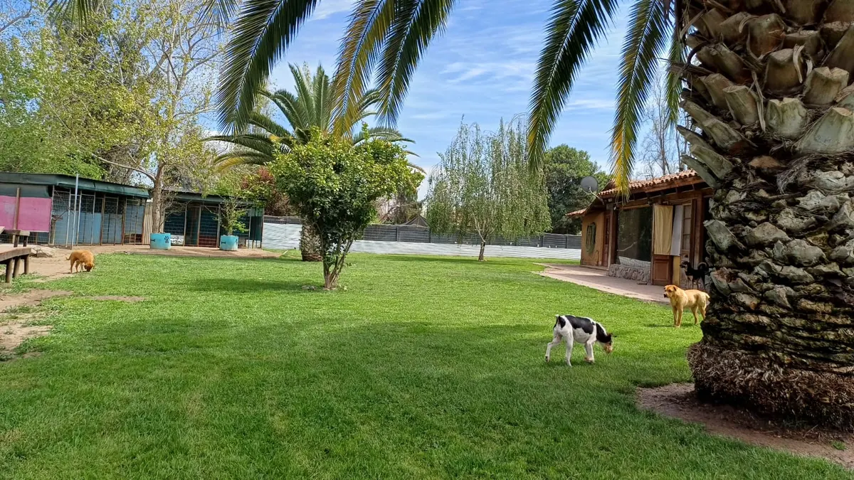Perros paseando en el pasto bajo las palmeras