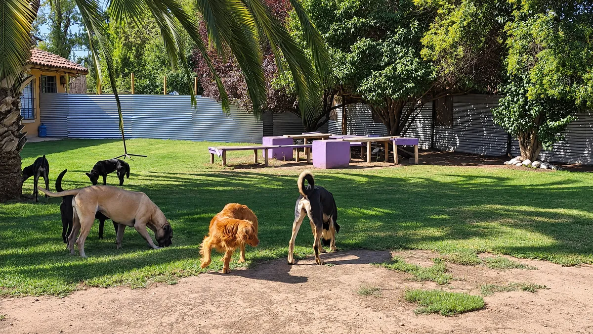 Perros olfateando el pasto frente a la casa, con palmeras de fondo