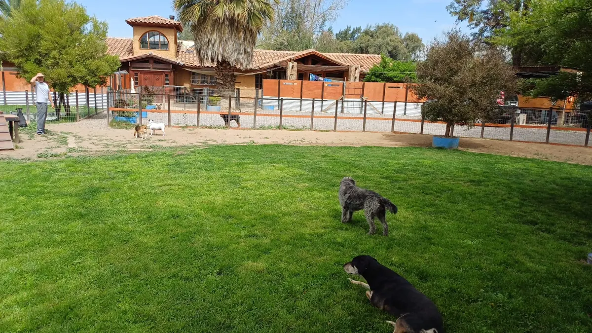 Perros en el pasto con la casona y el sector cercado de fondo