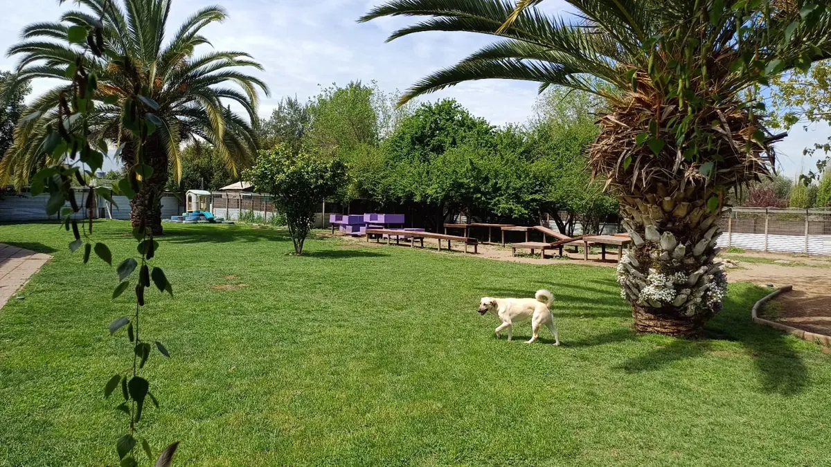 Patio de pasto con palmeras y las mesas de juego moradas al fondo