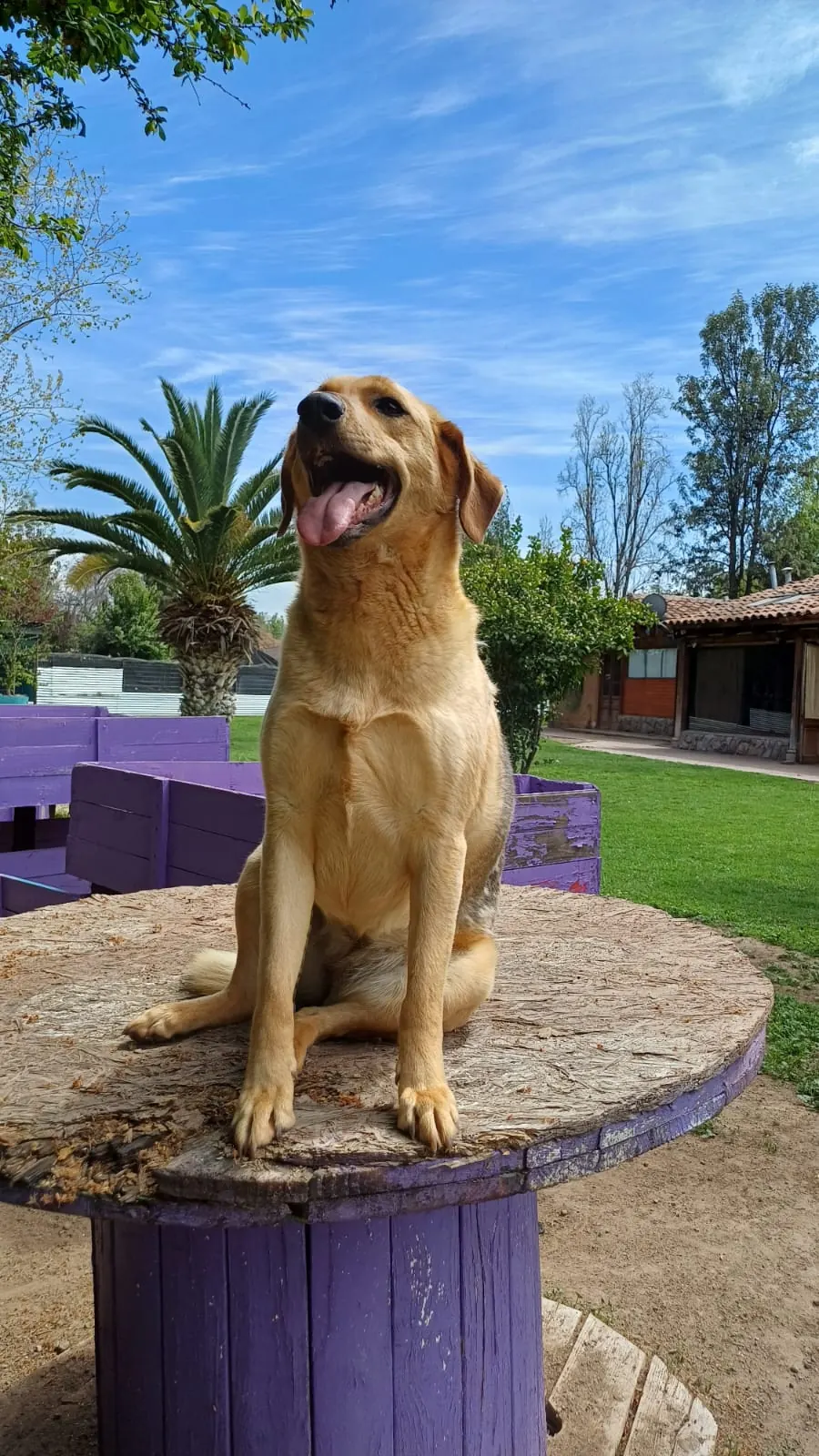 Perro sentado sobre un carrete de madera morado, con la lengua afuera
