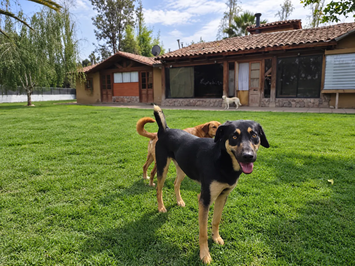 Un perro negro con fuego sonríe a la cámara en el pasto, con otro perro y la casa del hotel detrás