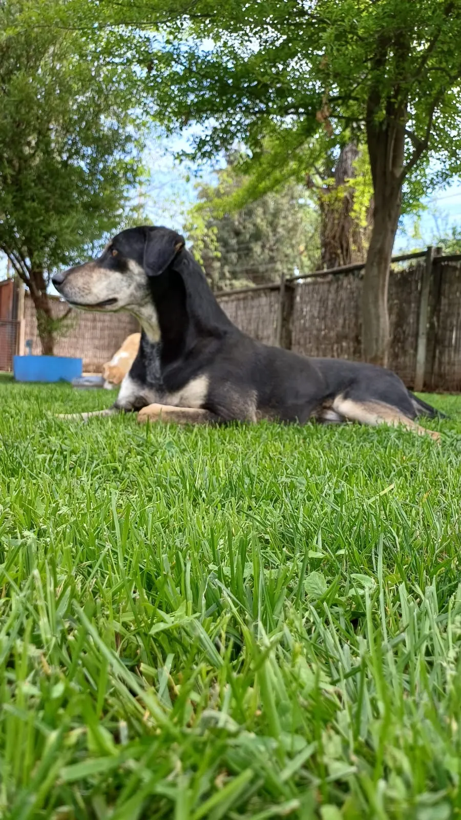 Perro negro y fuego descansando sobre el pasto