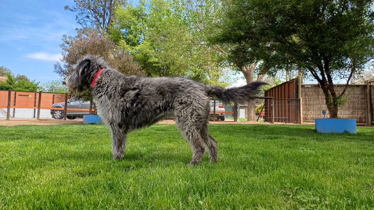 Perro de pelo largo gris con collar rojo en el pasto
