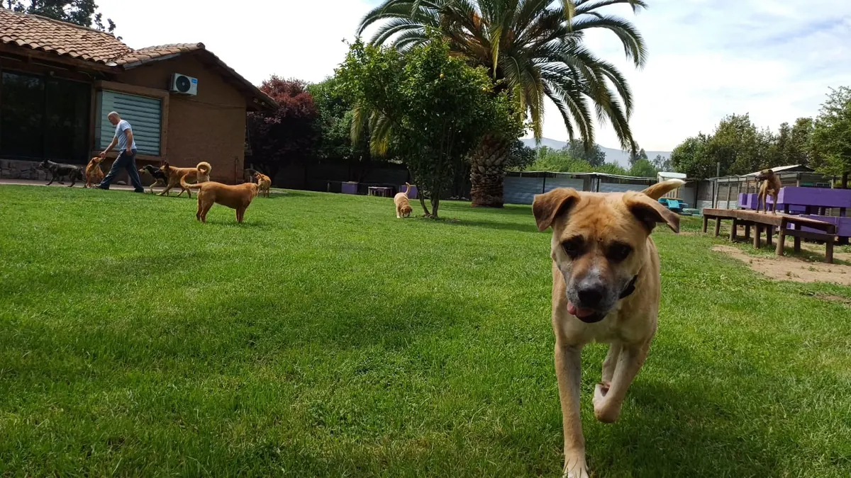 Perro acercándose a la cámara mientras Joshua pasea con la manada