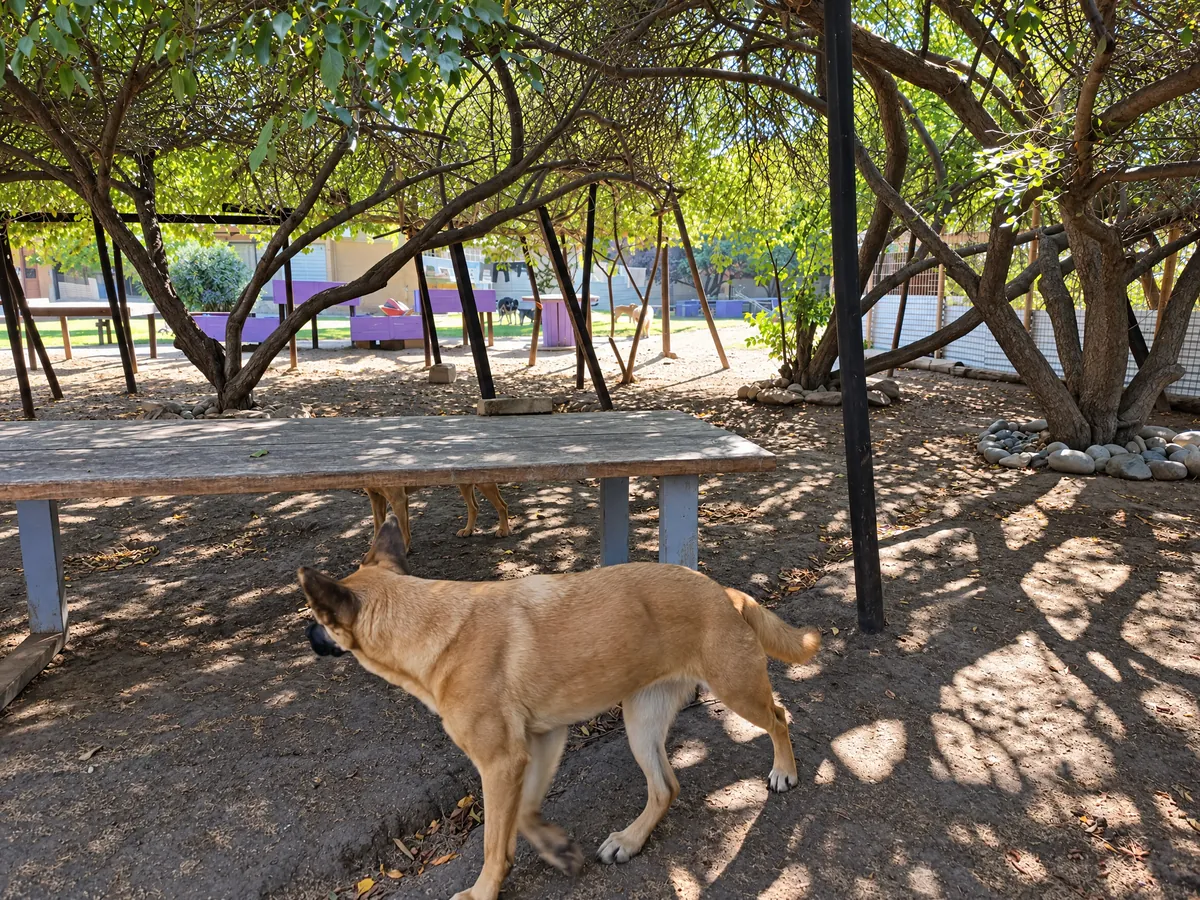 Perro caminando bajo la sombra de los árboles junto a una banca de madera