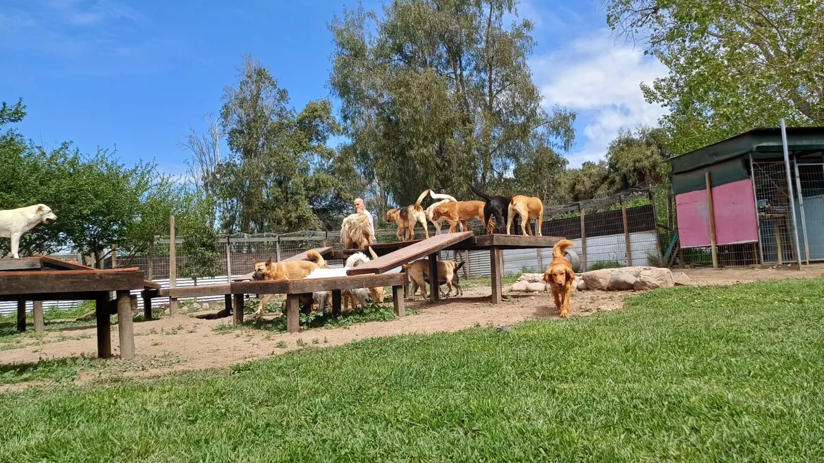 Perros sobre las plataformas de madera bajo el cielo de primavera