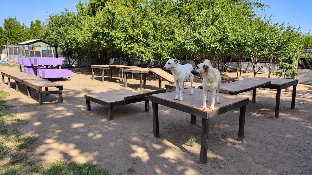 Perros subidos a las plataformas de madera en el patio con sombra