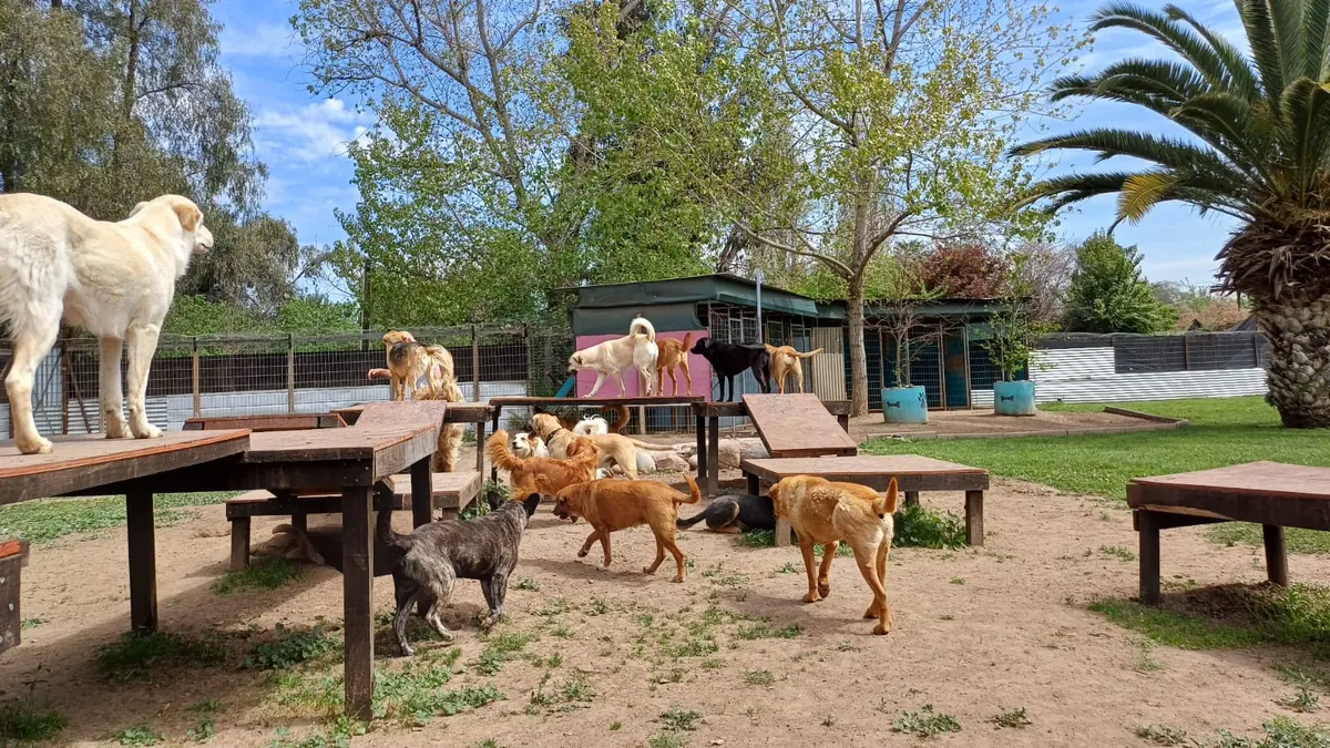 Perros subidos a las plataformas y mesas de madera del área de juego