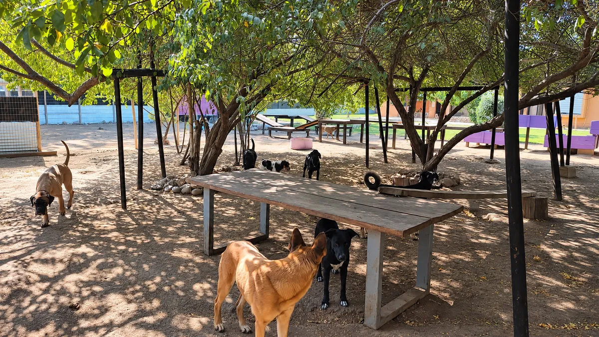 Perros descansando a la sombra de los árboles en el patio del hotel