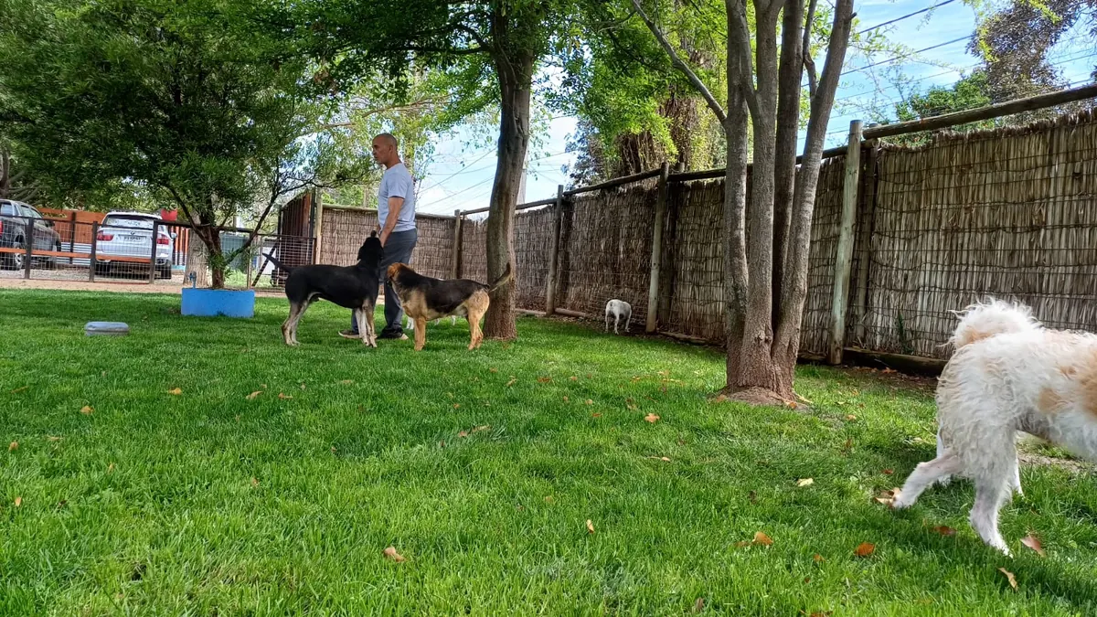 Perros jugando a la sombra de los árboles junto a la cerca