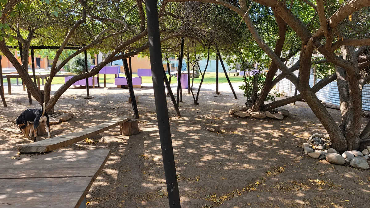 Zona de sombra bajo los árboles, con bancas de madera y un perro descansando